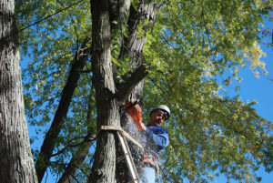 Burlington VT tree cutting services