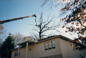 Tree Cutting Services