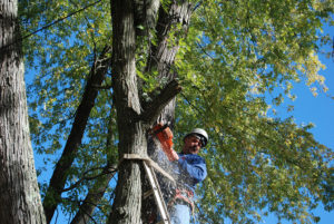 VT tree cutting services