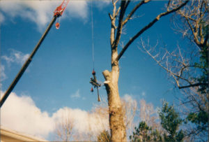 Vermont Tree Cutting Service Company