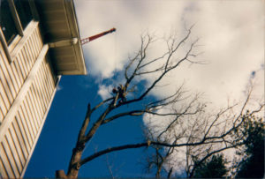 Vermont Tree Cutting Services Company