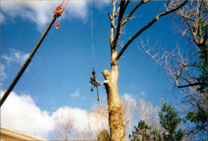 Vermont tree cutting services